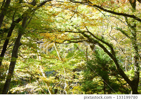 Autumn, Mt. Funakami, and random thoughts 133199780