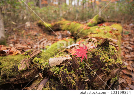 落在青苔的秋葉 落在青苔的秋葉 133199834