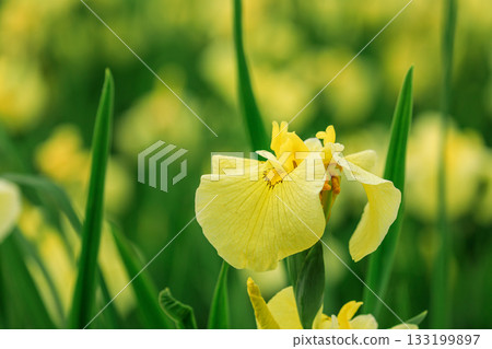 金冠鳶尾（種間雜交品種）在北海道苫小牧市錦大沼鳶尾花園盛開（7月） 133199897