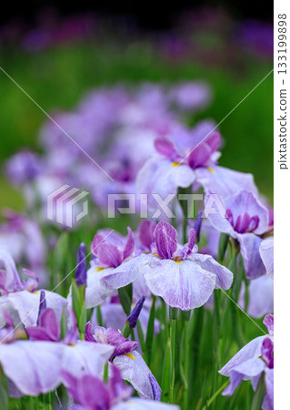 北海道苫小牧錦大沼鳶尾花園盛開的水月(江戶型)鳶尾花(7 月) 北海道苫小牧錦大沼鳶尾花園盛開的水月(江戶型)鳶尾花(7 月) 133199898