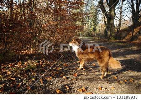 Australian Shepherd Dog in Autumn Park Australian Shepherd Dog in Autumn Park 133199933