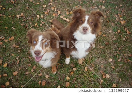 Two Cute Australian Shepherds Looking Up Two Cute Australian Shepherds Looking Up 133199937