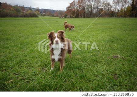 Two Australian Shepherds Playing in a Grassy Field Two Australian Shepherds Playing in a Grassy Field 133199956