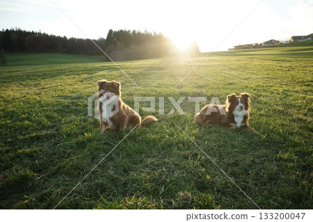 Two Australian Shepherds in Sunny Green Field Two Australian Shepherds in Sunny Green Field 133200047