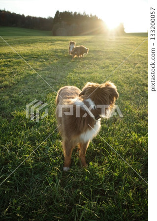 Australian Shepherd Looking at Sunset in Field Australian Shepherd Looking at Sunset in Field 133200057