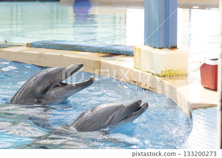 aquarium, dolphin, sea 133200273