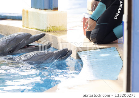 aquarium, dolphin, pool 133200275