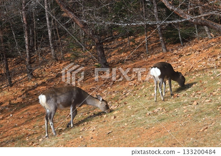 Autumn in Hokkaido: A mother and child Ezo deer eating grass in a forest of fallen leaves 133200484