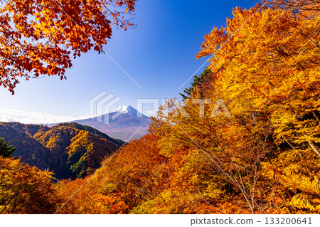 [Yamanashi Prefecture] Mount Fuji as seen from Misaka Road during the peak of autumn foliage 133200641