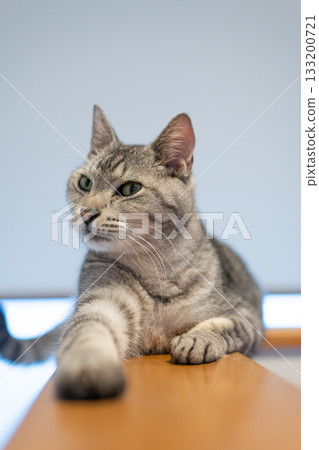 一隻可愛的貓咪在放鬆－虎斑貓 133200721