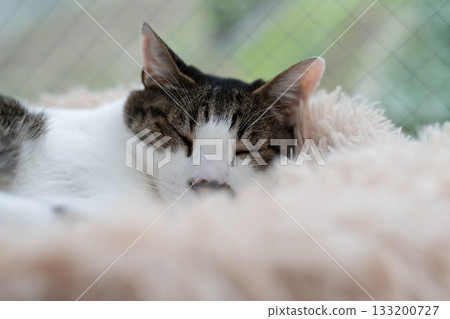 可愛的睡貓,棕色虎斑 可愛的睡貓,棕色虎斑 133200727