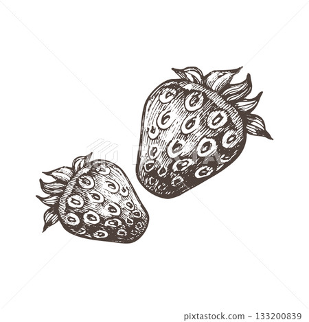 Hand-drawn vintage strawberry illustration in engraved etching style. Detailed botanical berry drawing suitable for labels, packaging, recipes, farmers market design and organic food branding. 133200839