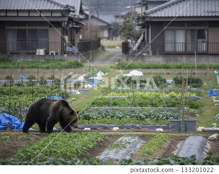 人工智慧產生的圖像顯示,一隻棕熊出現在居民區和郊區。 人工智慧產生的圖像顯示,一隻棕熊出現在居民區和郊區。 133201022