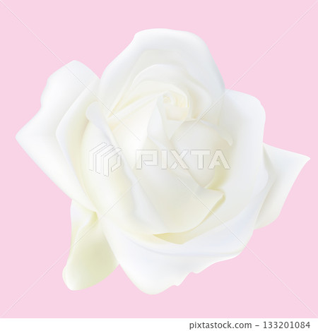 Elegant White Rose Isolated on Soft Pink Background. Realistic Beautiful Flower. Elegant White Rose Isolated on Soft Pink Background. Realistic Beautiful Flower. 133201084
