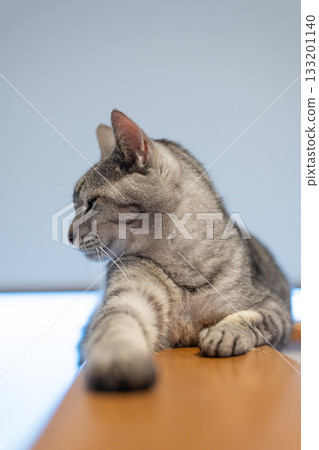 A cute cat relaxing - Tabby cat A cute cat relaxing - Tabby cat 133201140