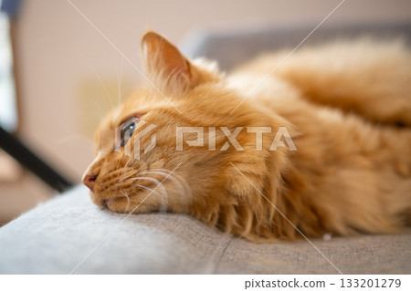 A cute brown tabby cat relaxing in the room 133201279