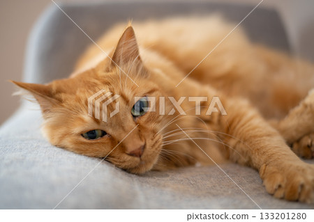 A cute brown tabby cat relaxing in the room 133201280
