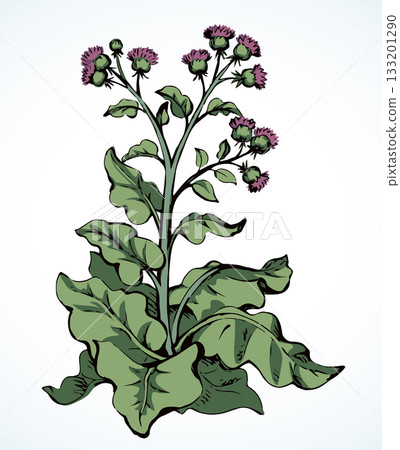 Big blooming burdock. Vector drawing 133201290