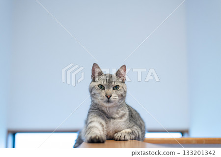 A cute cat relaxing - Tabby cat A cute cat relaxing - Tabby cat 133201342
