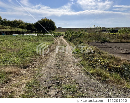 Rowd of rice field Rowd of rice field 133201930