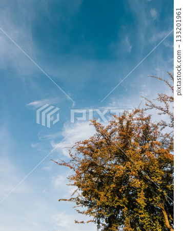 Vibrant foliage of tree against backdrop of blue sky and delicate clouds creates picturesque autumn scene, capturing beauty of nature transition. Autumn tree branches spreading golden orange leaves 133201961