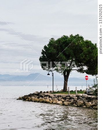 Scenic view of lone pine tree growing on rocky shore of Lake Garda, with mountains visible in distance under cloudy sky, creating tranquil and picturesque scene. Rocky Lake Garda, solitary pine tree 133202025