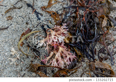 Illustration of Brittany in France, granit, sea, land Illustration of Brittany in France, granit, sea, land 133202715