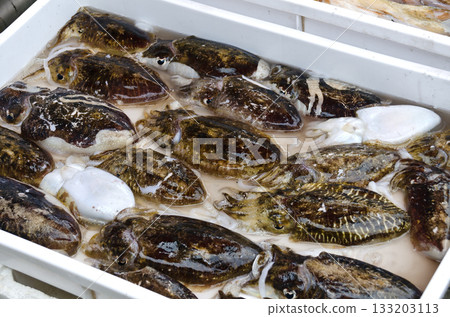 dark cuttlefishes at italian  fish market 133203113