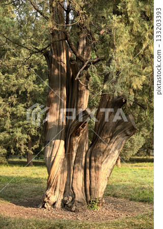Old Cypress tree in the Temple of Heaven park in Beijing, China Old Cypress tree in the Temple of Heaven park in Beijing, China 133203393