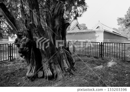 Old Cypress tree in the Temple of Heaven park in Beijing, China Old Cypress tree in the Temple of Heaven park in Beijing, China 133203396