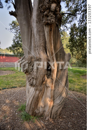 Old Cypress tree in the Temple of Heaven park in Beijing, China 133203397