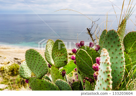 Cactus plants, succulent on sea coast Cactus plants, succulent on sea coast 133203604