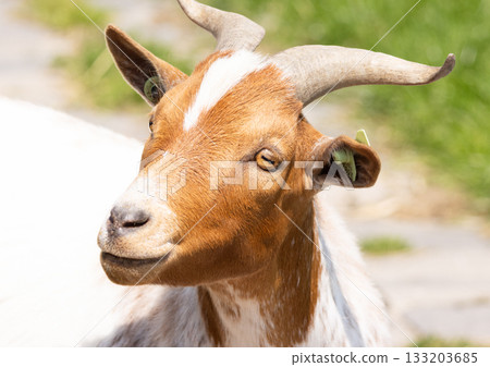 goat, livestock, mammal 133203685