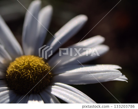 十一月盛開的美麗白色沙灘菊花 133203786