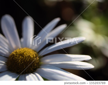 十一月盛開的美麗白色沙灘菊花 133203789