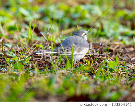 Waxing walk on the ground Waxing walk on the ground 133204145