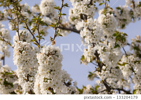 Close-up view of blooming cherry branches covered with white flowers against a clear blue sky, symbolizing spring, freshness, and natural beauty. 133204179