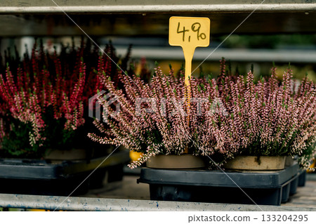 Blooming common heather with bright pink and pale pink flowers in plastic pots, sold as seedlings in a flower shop 133204295