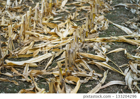 View of cut and dried corn stalks in a farmer's field and fallen dry leaves on the ground after the fall harvest. Feed corn harvest 133204296