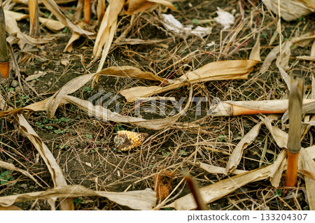 Close-up view of a harvested cornfield with dry leaves, stalks, and a leftover corn cob lying on the soil after the autumn harvest 133204307