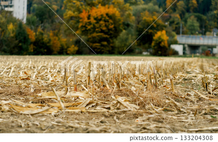 View of a harvested corn field with dry leaves and remains of corn stalks lying on the soil after the fall harvest 133204308