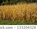 Rows of dry ripened corn on a field in sunlight, prepared for harvest. Corn harvest season 133204326