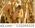 A head of ripe ripened corn on a field in the sunlight, prepared for harvest. Corn harvest season 133204328