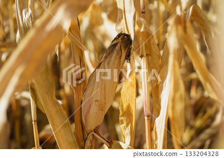 A head of ripe ripened corn on a field in the sunlight, prepared for harvest. Corn harvest season A head of ripe ripened corn on a field in the sunlight, prepared for harvest. Corn harvest season 133204328