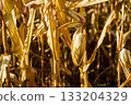 A head of ripe ripened corn on a stalk in a field in the sunlight, prepared for harvest. Corn harvest season 133204329