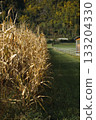 View of rows of dry ripened corn in a field in sunlight preparing for harvest. Corn harvest season 133204330