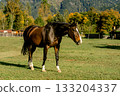 A brown horse with a white stripe on its face while grazing in a farm pasture. Beautiful dark brown horse grazing in an enclosed pasture 133204337