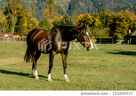 A brown horse with a white stripe on its face while grazing in a farm pasture. Beautiful dark brown horse grazing in an enclosed pasture 133204337