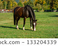 Brown horse eating grass while grazing on farm grassland pasture. Beautiful dark brown horse grazing in an enclosed pasture 133204339