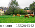 Cattle graze on a green meadow in autumn. Brown cows graze on farmland. Farming in Austria 133204342